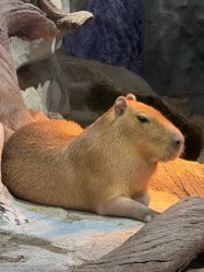 -Zoolung Zoolung动物主题公园(海信广场店)