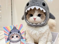 -翊宠yipet猫狗购宠庄园犬舍•猫舍