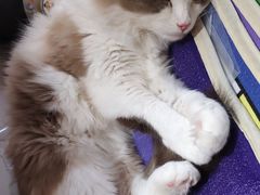 -飞行喵MR PILOT|猫舍·猫咖(静安大融城店)