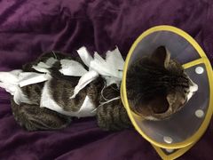 -纳吉亚猫专科动物诊疗中心(蒋宅口分院)