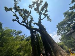 -岳麓山风景名胜区