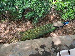 -合肥野生动物园