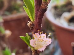 -桃花堤公园
