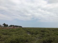 -北海金海湾红树林生态旅游区