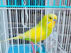 -大象厨房(重庆道店)