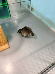 -神奇动物撸宠馆·羊驼·小浣熊·异宠(豫园店)