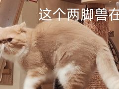 -滚猫咖啡·猫咖·猫友好撸猫(未来城店)