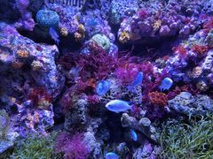 -暹罗海洋世界