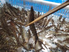 -盒马鲜生(馥邦国际店)