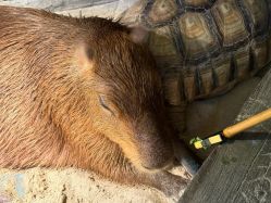 -Zoolung Zoolung动物主题公园(海信广场店)