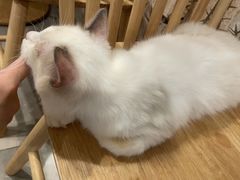 -楼上猫咖(罗湖店)
