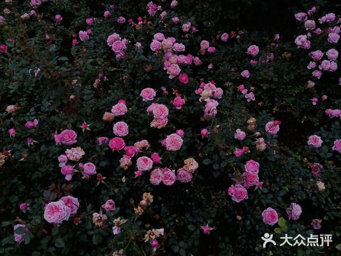 立新湖公园图片