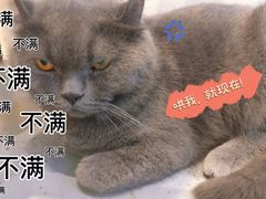 -猫友咖啡店(玉林西路店)