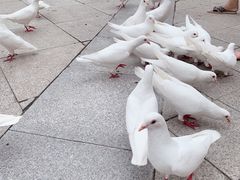 -世园罗曼小镇