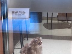 -艾贝尔宠物医院·24H转诊中心·肿瘤猫专科(江宁双龙店)