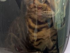 -纳吉亚猫专科动物医院·北北分院