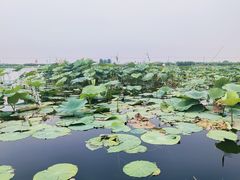 -白洋淀景区