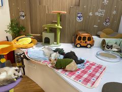 -COLOR PETS 撸猫馆·购猫·猫咖(长风大悦城店)