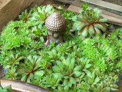 -金陵花卉交易市场