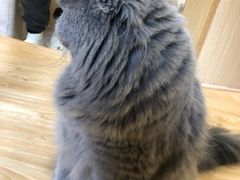 -猫和宫(六道口店)