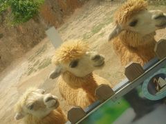 -泉州海丝野生动物世界