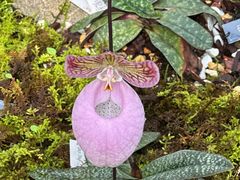 -国家植物园南园