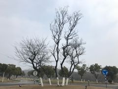 -羊山湖公园