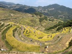 -紫鹊界梯田景区