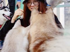 -Husky Go! 哈士奇体验馆·宠物咖啡厅狗咖