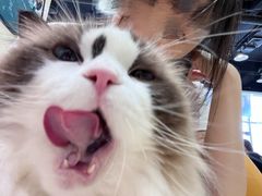 -藏猫猫咖啡主题馆(中央大道店)