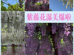 -嘉定紫藤园