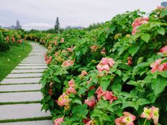 -深圳湾公园(南山区)