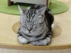 -猫和宫(六道口店)