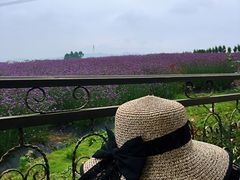 -紫颐香薰山谷景区