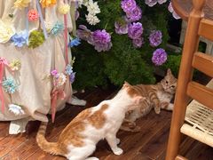 -初甜·舒芙蕾·韩式雪花冰(流塘店)