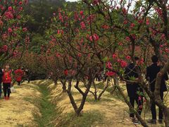 -南国桃园旅游度假区