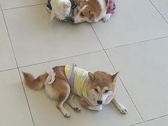-怪兽屋·羊驼·猫咖·狗咖(俊华广场店)