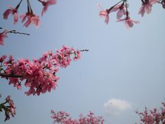 -天适樱花悠乐园