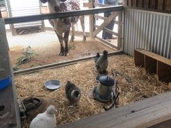 -费瑟代尔野生动物园