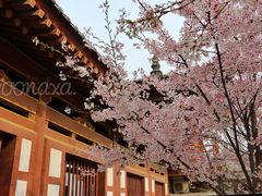 -西安青龙寺遗址景区
