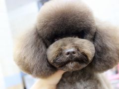 宁波诺比宠物美容日系精修-诺比宠物医院心脏内科·泌尿肾内外科·骨科急重症