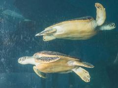 -广东惠东海龟国家级自然保护区