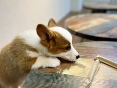 -柯斗斗主题餐厅·狗咖·围炉煮茶·茶饮(国瑞升平里店)