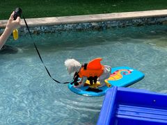 -汪说喵讲宠物乐园宠物酒店(红星美凯龙店)