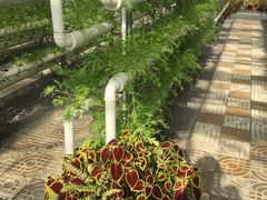 -上海都市菜园