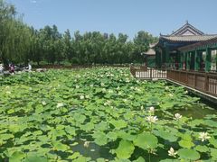 -莲花池公园