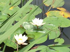-白塘生态植物园