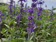 -紫颐香薰山谷景区