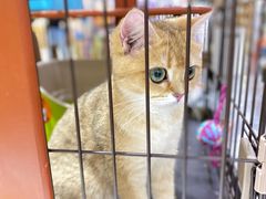 -1013 PET SHOP精品宠物商店(丁香店)