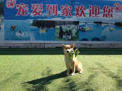 -宠物寄养训练学校